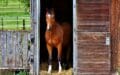 3 things to think of when you are building your own stables